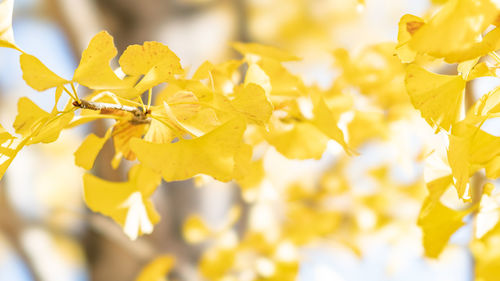 Close-up of yellow flowering plant