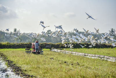 agriculture