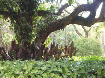 Trees growing by plants