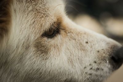 Close-up of dog looking away