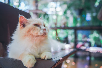 Cute white persian cat lying on chair, pet and animal concept