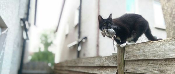 Cat holding dead rat in mouth on wooden fence