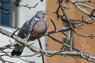 Close-up of bird perching on branch