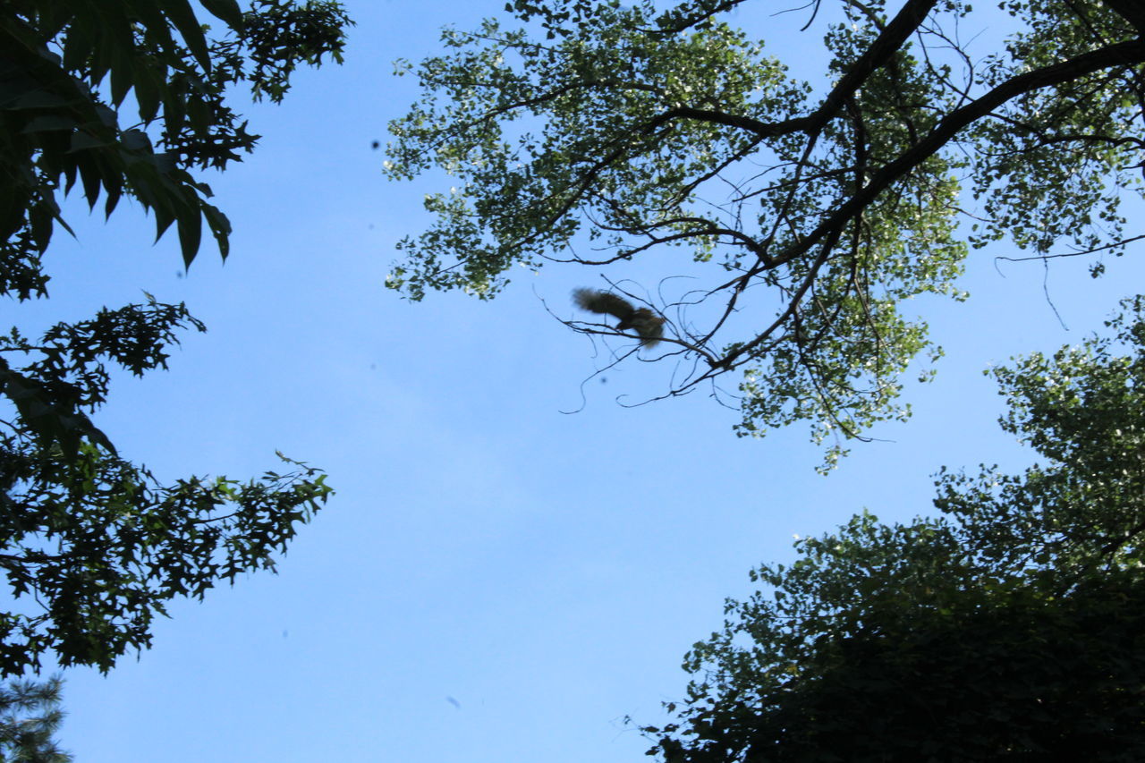 Red Tailed Hawk gliding through the air