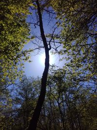 Low angle view of trees in forest