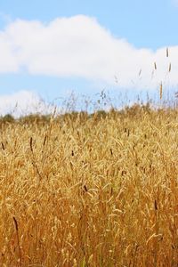 Crops growing on field against sky