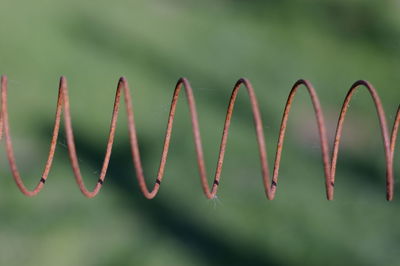 Close-up of plants growing outdoors