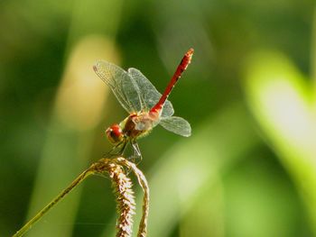 Close-up of dragonfly on leaf