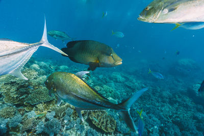 Fish swimming in sea