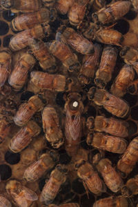 Full frame shot of bees on honeycomb