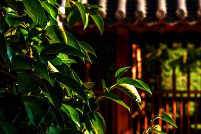 Close-up of fresh green plant