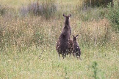 Kangaroo and joey on field