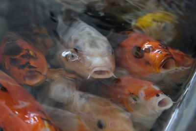 Close-up of fish swimming in sea