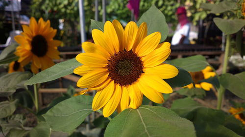 Close-up of yellow flower