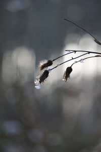 Close-up of insect on twig