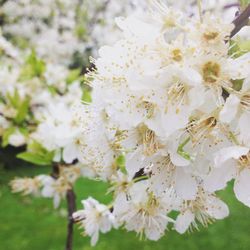 Close-up of white flowers