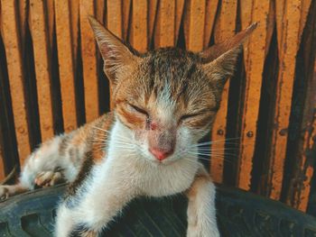 Close-up of cat sitting on wooden floor