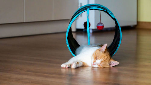 Cat lying on floor at home