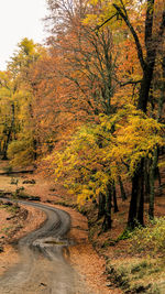 Road amidst trees in forest during autumn