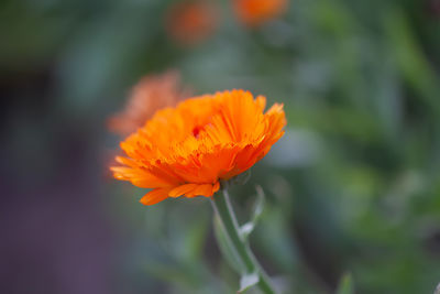 Close-up of red flower