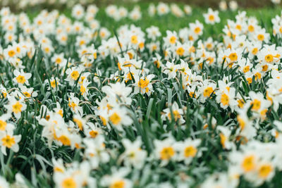 Close-up of yellow flowering plants on field