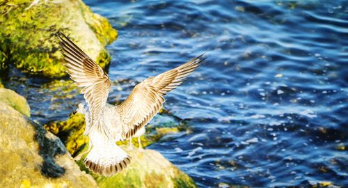 Close-up of birds flying over lake