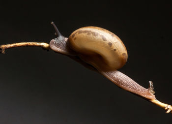 Close-up of snail against black background