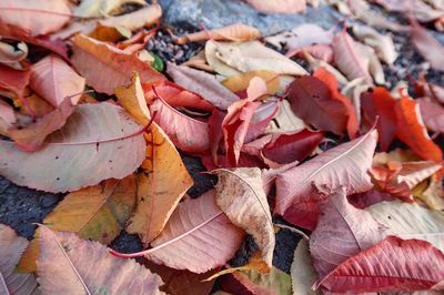 Close-up of fallen leaves on field
