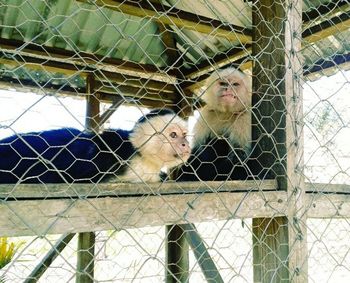 Close-up of monkey in cage at zoo