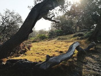 View of tree in forest