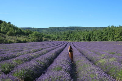 lavender