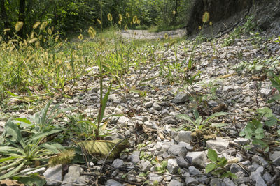 Plants growing on field