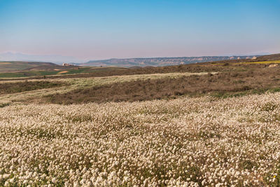 Scenic view of field against clear sky