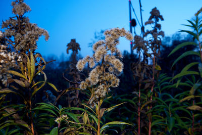 Close-up of flowering plant against blue sky