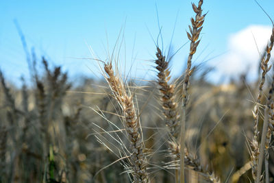 Close-up of wheat plants on field against sky