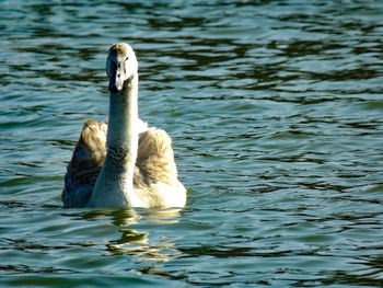 Swan swimming in lake