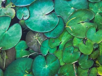 Full frame shot of succulent plant leaves