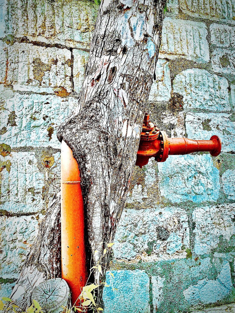 CLOSE-UP OF WEATHERED ORANGE