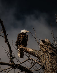 Low angle view of bird perching on tree against sky