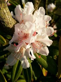 Close-up of pink flower