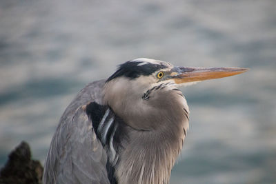 Close-up of a bird