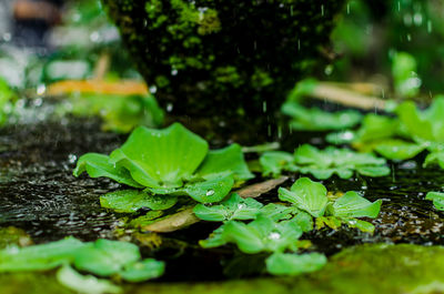 Close-up of water drops on leaves