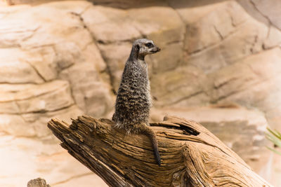 Meerkat sitting on damaged wood against rock