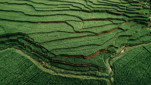 Full frame shot of crop growing in field