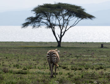 View of zebra on field against sky