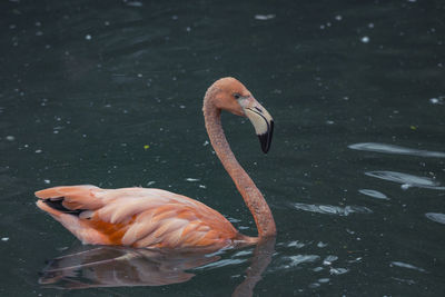 Close-up of duck swimming in lake