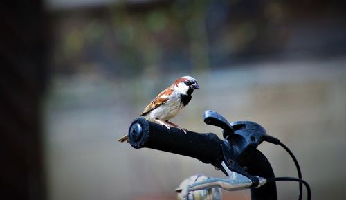 Close-up of bird perching on metal