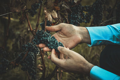 Midsection of man holding fruits