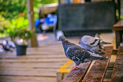 Close-up of pigeon perching on wood