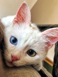 Close-up portrait of cat